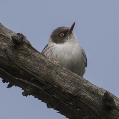 Daphoenositta chrysoptera (Varied Sittella) at Mount Ainslie - 31 Aug 2021 by trevsci