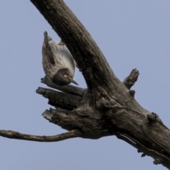 Daphoenositta chrysoptera at Majura, ACT - 31 Aug 2021