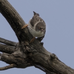 Daphoenositta chrysoptera at Majura, ACT - 31 Aug 2021