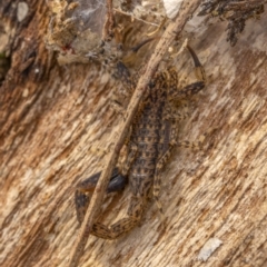 Lychas marmoreus (Little Marbled Scorpion) at Majura, ACT - 31 Aug 2021 by trevsci