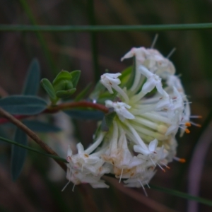 Pimelea linifolia subsp. linifolia at Downer, ACT - 5 Sep 2021