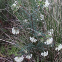 Pimelea linifolia subsp. linifolia at Downer, ACT - 5 Sep 2021