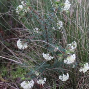 Pimelea linifolia subsp. linifolia at Downer, ACT - 5 Sep 2021 11:35 AM