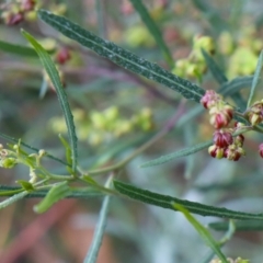 Dodonaea viscosa subsp. angustissima (Hop Bush) at Downer, ACT - 5 Sep 2021 by Sarah2019