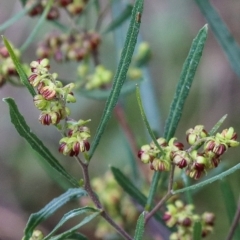 Dodonaea viscosa subsp. angustissima at Downer, ACT - 5 Sep 2021