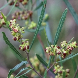 Dodonaea viscosa subsp. angustissima at Downer, ACT - 5 Sep 2021