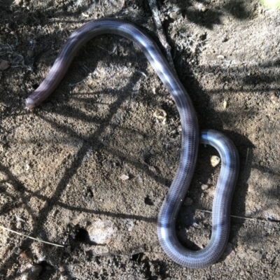 Anilios proximus (Woodland Blind Snake) at Glenroy, NSW - 5 Sep 2021 by DamianMichael