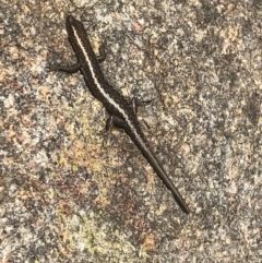 Cryptoblepharus pannosus (Ragged Snake-eyed Skink) at West Albury, NSW - 5 Sep 2021 by DamianMichael
