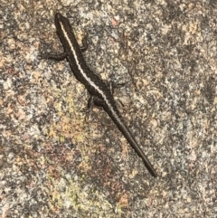 Cryptoblepharus pannosus (Ragged Snake-eyed Skink) at West Albury, NSW - 5 Sep 2021 by DamianMichael