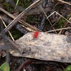 Trombidiidae (family) (Red velvet mite) at Mount Majura - 5 Sep 2021 by Sarah2019