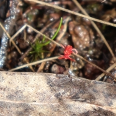 Trombidiidae (family) at Downer, ACT - 5 Sep 2021 11:01 AM