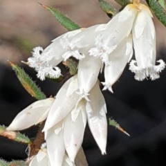 Styphelia fletcheri subsp. brevisepala (Twin Flower Beard-Heath) at Cook, ACT - 31 Aug 2021 by drakes