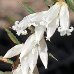 Styphelia fletcheri subsp. brevisepala (Twin Flower Beard-Heath) at Aranda Bushland - 31 Aug 2021 by drakes