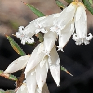 Styphelia fletcheri subsp. brevisepala at Cook, ACT - 31 Aug 2021