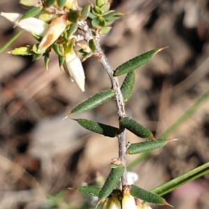 Styphelia fletcheri subsp. brevisepala at Cook, ACT - 31 Aug 2021