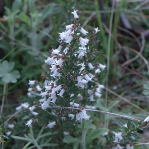 Cryptandra amara at Downer, ACT - 5 Sep 2021 10:07 AM