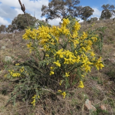 Acacia vestita (Hairy Wattle) at Tuggeranong Hill - 3 Sep 2021 by Owen