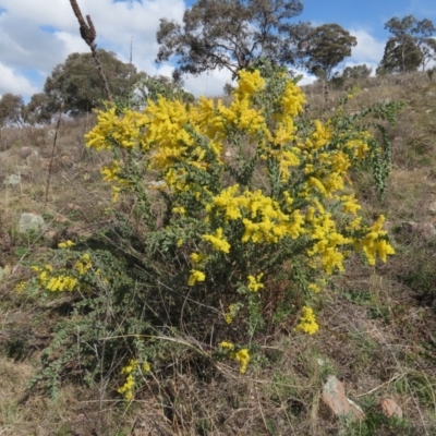 Acacia vestita (Hairy Wattle) at Theodore, ACT - 3 Sep 2021 by owenh