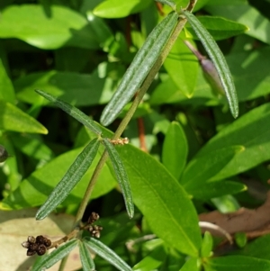 Glycine clandestina at Cook, ACT - 1 Sep 2021