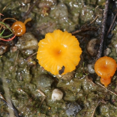 Lichenomphalia chromacea (Yellow Navel) at Wodonga, VIC - 5 Sep 2021 by KylieWaldon