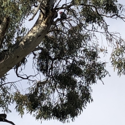 Callocephalon fimbriatum (Gang-gang Cockatoo) at Garran, ACT - 5 Sep 2021 by Flutteringsparrow2