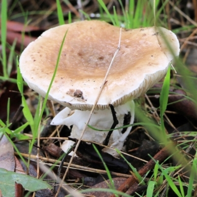 Amanita ochrophylla group at Wodonga, VIC - 5 Sep 2021 by Kyliegw