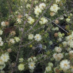 Acacia gunnii (Ploughshare Wattle) at Bruce Ridge to Gossan Hill - 21 Aug 2021 by pinnaCLE