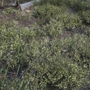 Acacia gunnii at Bruce, ACT - 21 Aug 2021