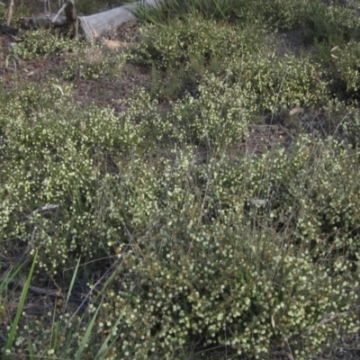 Acacia gunnii (Ploughshare Wattle) at Bruce Ridge to Gossan Hill - 21 Aug 2021 by pinnaCLE