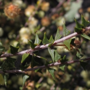 Acacia gunnii at Bruce, ACT - 21 Aug 2021