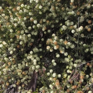 Acacia gunnii at Bruce, ACT - 21 Aug 2021