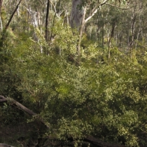 Acacia genistifolia at Bruce, ACT - 21 Aug 2021 03:05 PM