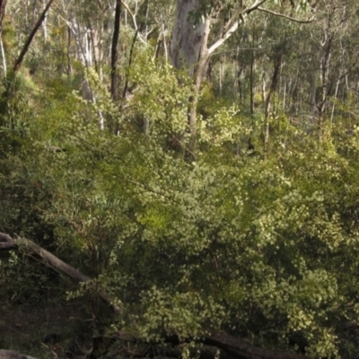 Acacia genistifolia (Early Wattle) at Gossan Hill - 21 Aug 2021 by pinnaCLE