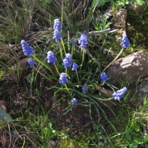 Muscari armeniacum at Hawker, ACT - 2 Sep 2021