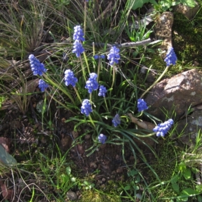 Muscari armeniacum (Grape Hyacinth) at Hawker, ACT - 2 Sep 2021 by pinnaCLE