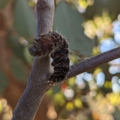 Delias harpalyce at Tuggeranong DC, ACT - 5 Sep 2021