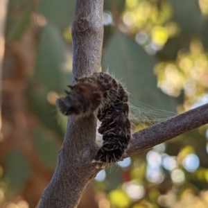 Delias harpalyce at Tuggeranong DC, ACT - 5 Sep 2021