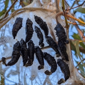 Delias harpalyce at Tuggeranong DC, ACT - suppressed