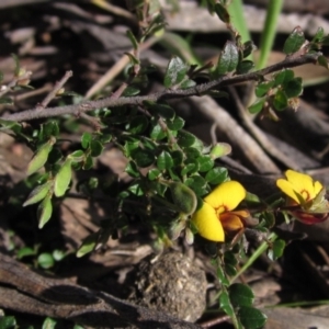 Bossiaea buxifolia at Hawker, ACT - 2 Sep 2021 02:37 PM