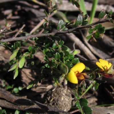 Bossiaea buxifolia (Matted Bossiaea) at The Pinnacle - 2 Sep 2021 by pinnaCLE