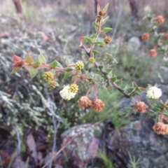 Acacia gunnii (Ploughshare Wattle) at The Pinnacle - 5 Sep 2021 by sangio7