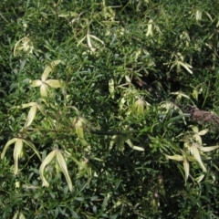 Clematis leptophylla (Small-leaf Clematis, Old Man's Beard) at Hawker, ACT - 2 Sep 2021 by pinnaCLE