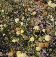 Acacia gunnii (Ploughshare Wattle) at Hawker, ACT - 2 Sep 2021 by pinnaCLE