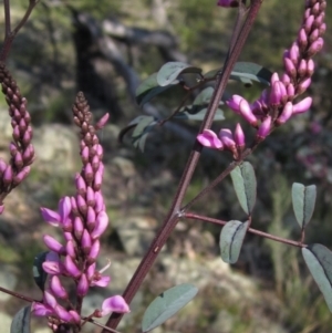 Indigofera australis subsp. australis at Hawker, ACT - 2 Sep 2021