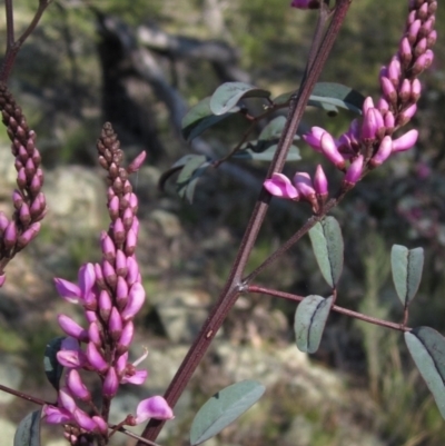 Indigofera australis subsp. australis (Australian Indigo) at The Pinnacle - 2 Sep 2021 by pinnaCLE
