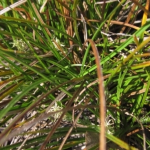 Carex breviculmis at Hawker, ACT - 2 Sep 2021 02:59 PM