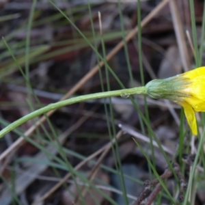 Microseris walteri at Downer, ACT - 5 Sep 2021 10:36 AM