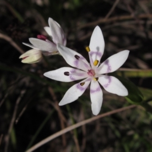 Wurmbea dioica subsp. dioica at Hawker, ACT - 1 Sep 2021 03:12 PM