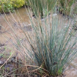 Juncus remotiflorus at Greenleigh, NSW - 5 Sep 2021