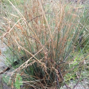 Juncus remotiflorus at Greenleigh, NSW - 5 Sep 2021